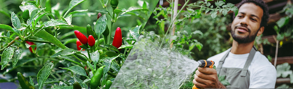 solar irrigation.jpg