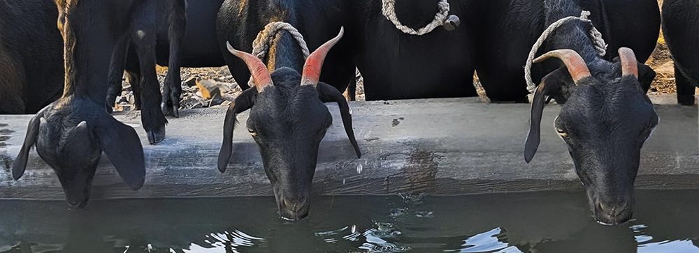 Solar water pumps for livestock Drinking.jpg